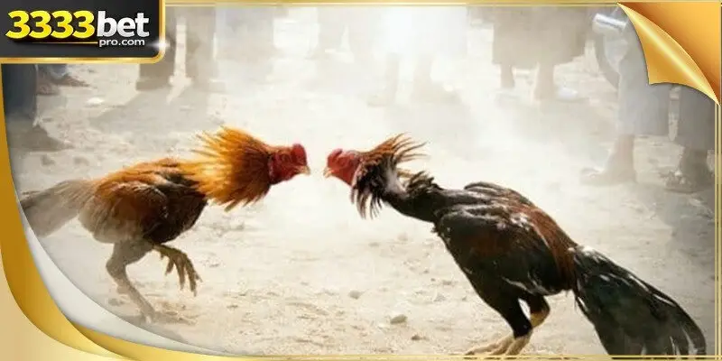 Cockfight betting terms