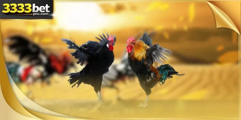 Pre-fight rooster analysis
