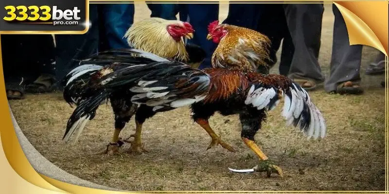 A close-up shot focusing on the intense gaze of pre-fight rooster analysis