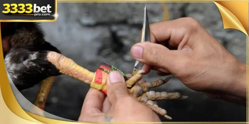A technical display showing the precision of the spurs cockfighting